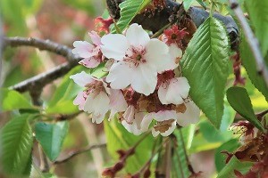 0413(5)