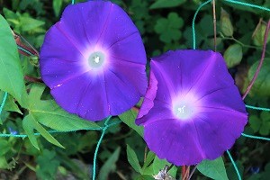 0929(1)