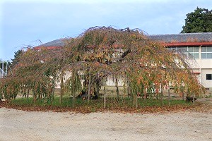 1104(2) 1104(2)