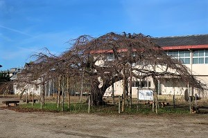 1117(1)