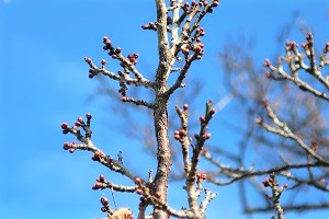 1209(2) 1209(2)