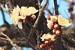 0203(4)