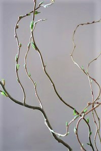 0315(1)