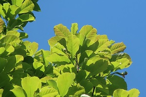 0419(4) 0419(4)