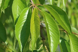 0419(6) 0419(6)
