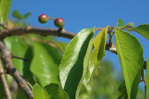 0419(8) 0419(8)
