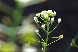 0419(4) 0419(4)