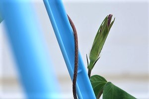 0705(5)