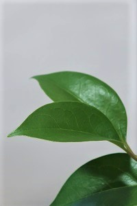 1004(1)