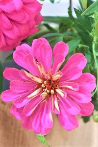 1004(4)