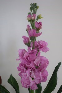 1206(2)