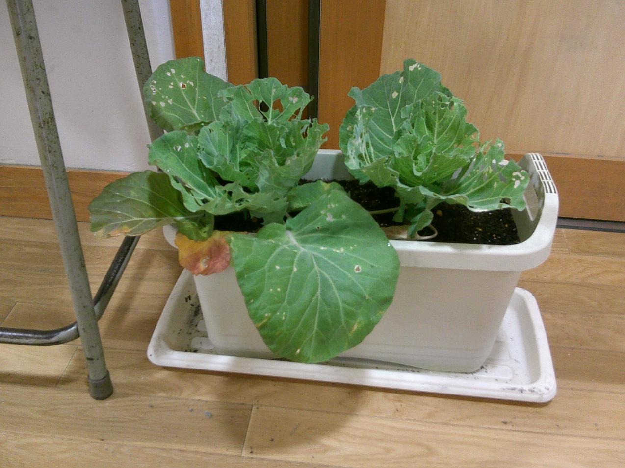 DSCF0335