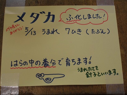 メダカ1