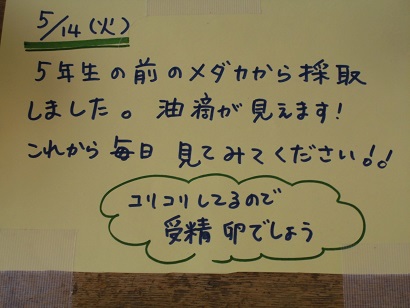 メダカ2
