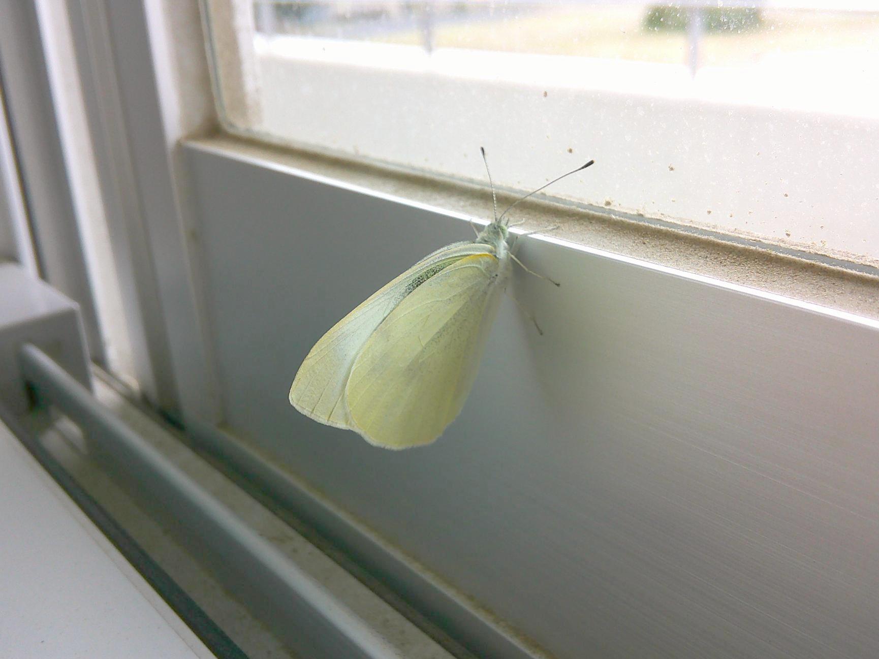 DSCF0341