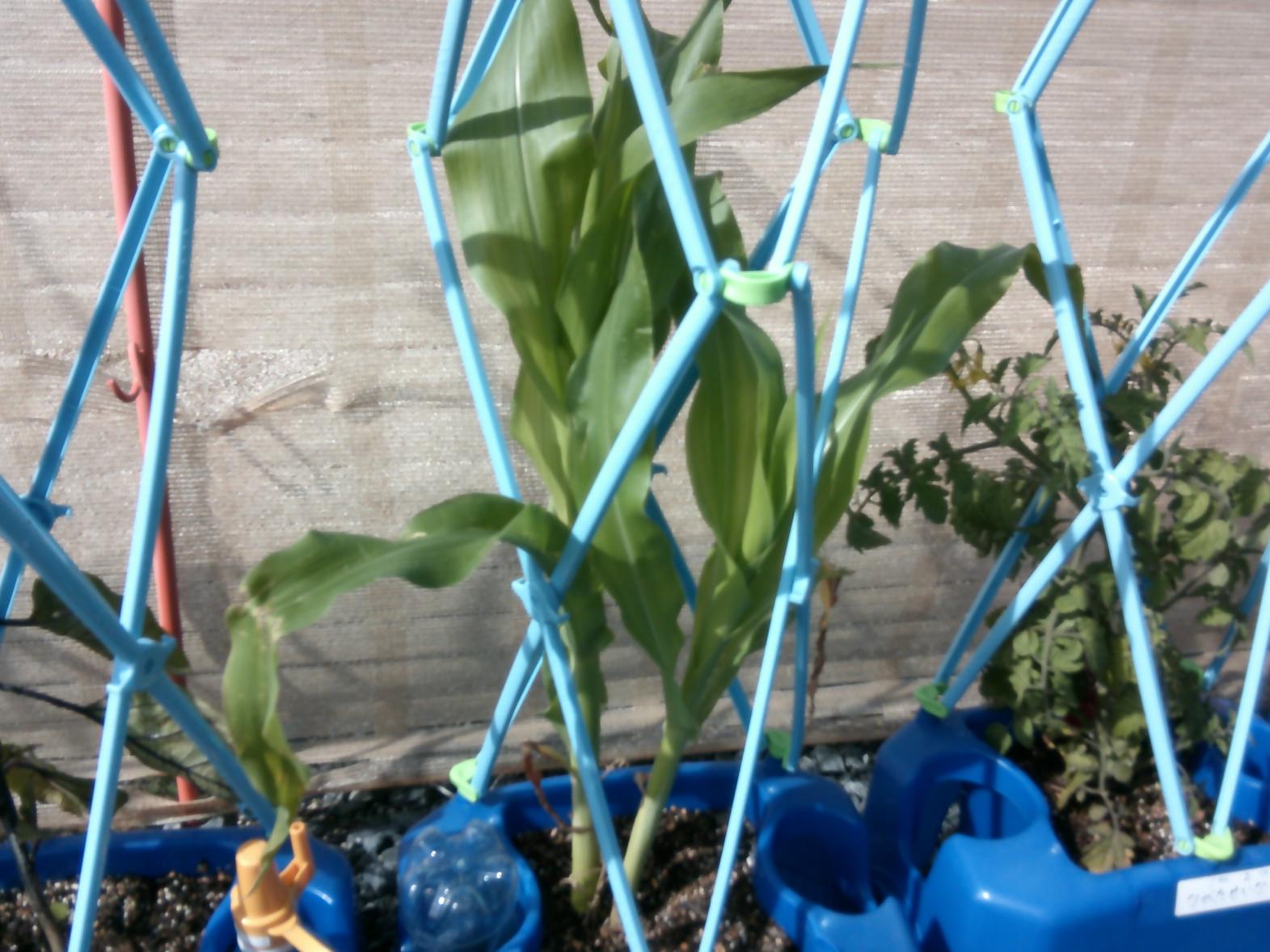 DSCF0552