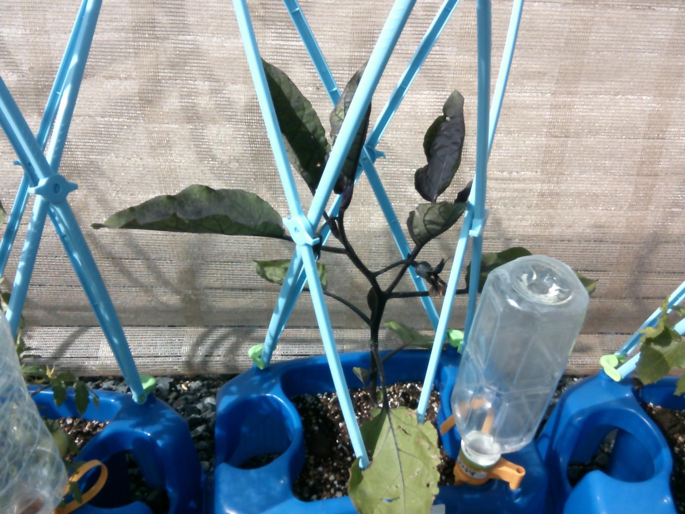 DSCF0553