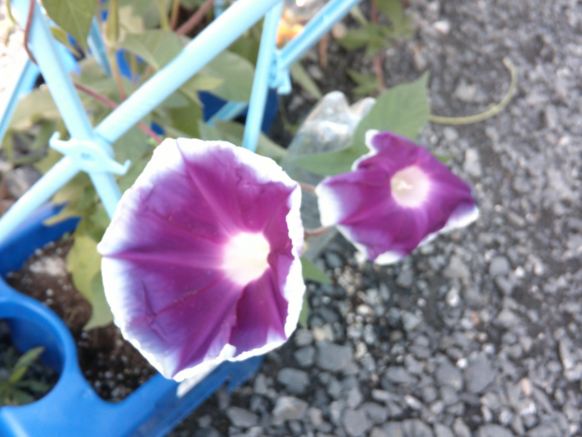 DSCF0941