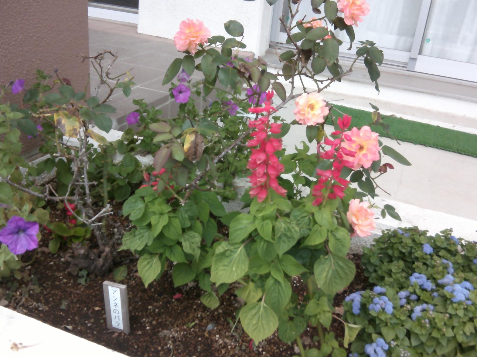 DSCF0033 DSCF0033