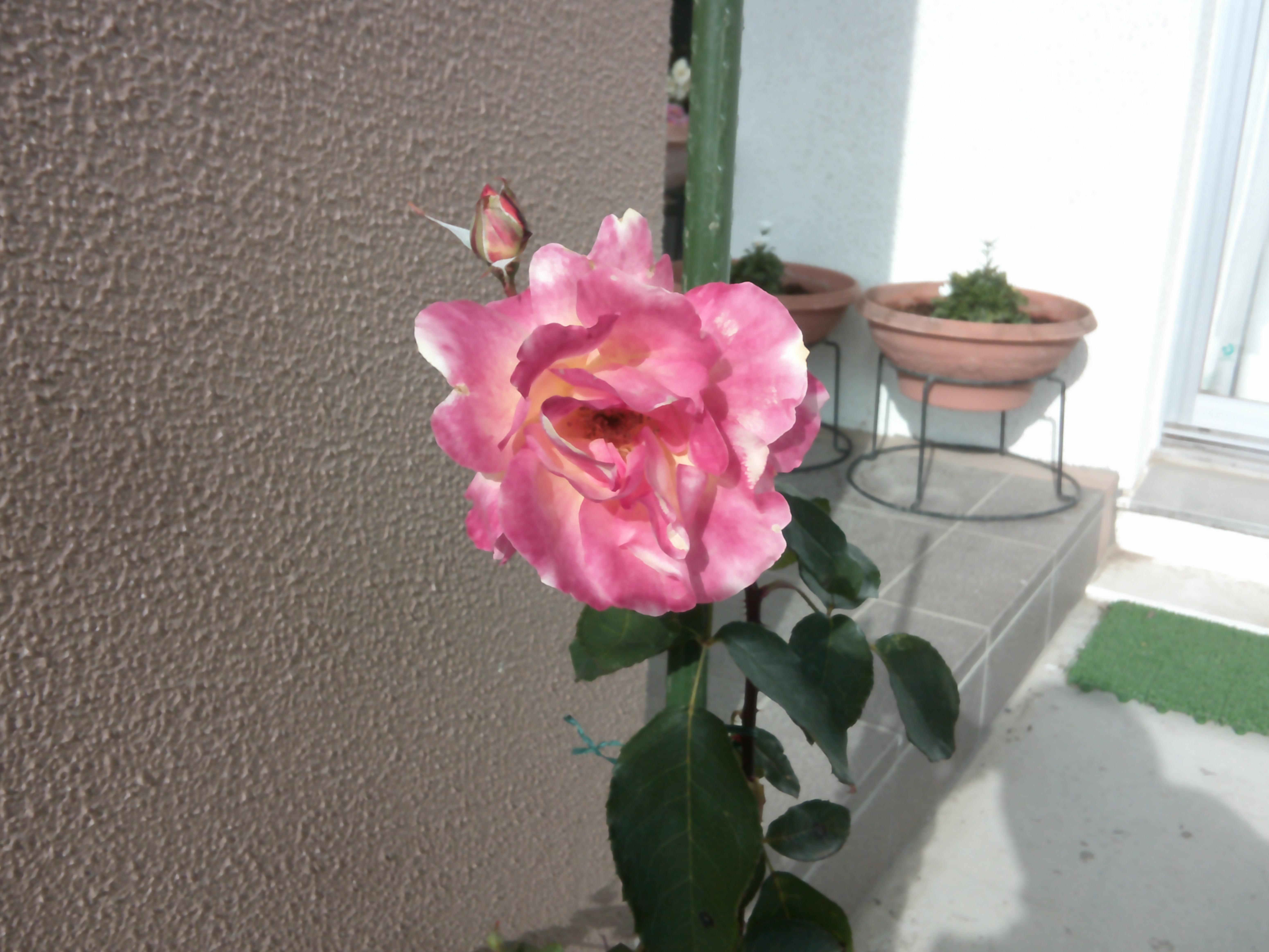 DSCF0031 DSCF0031