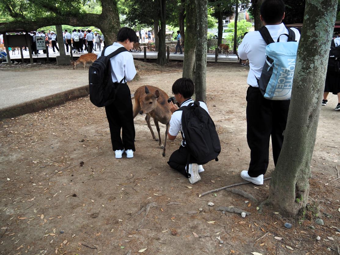 奈良公園で鹿と戯れる