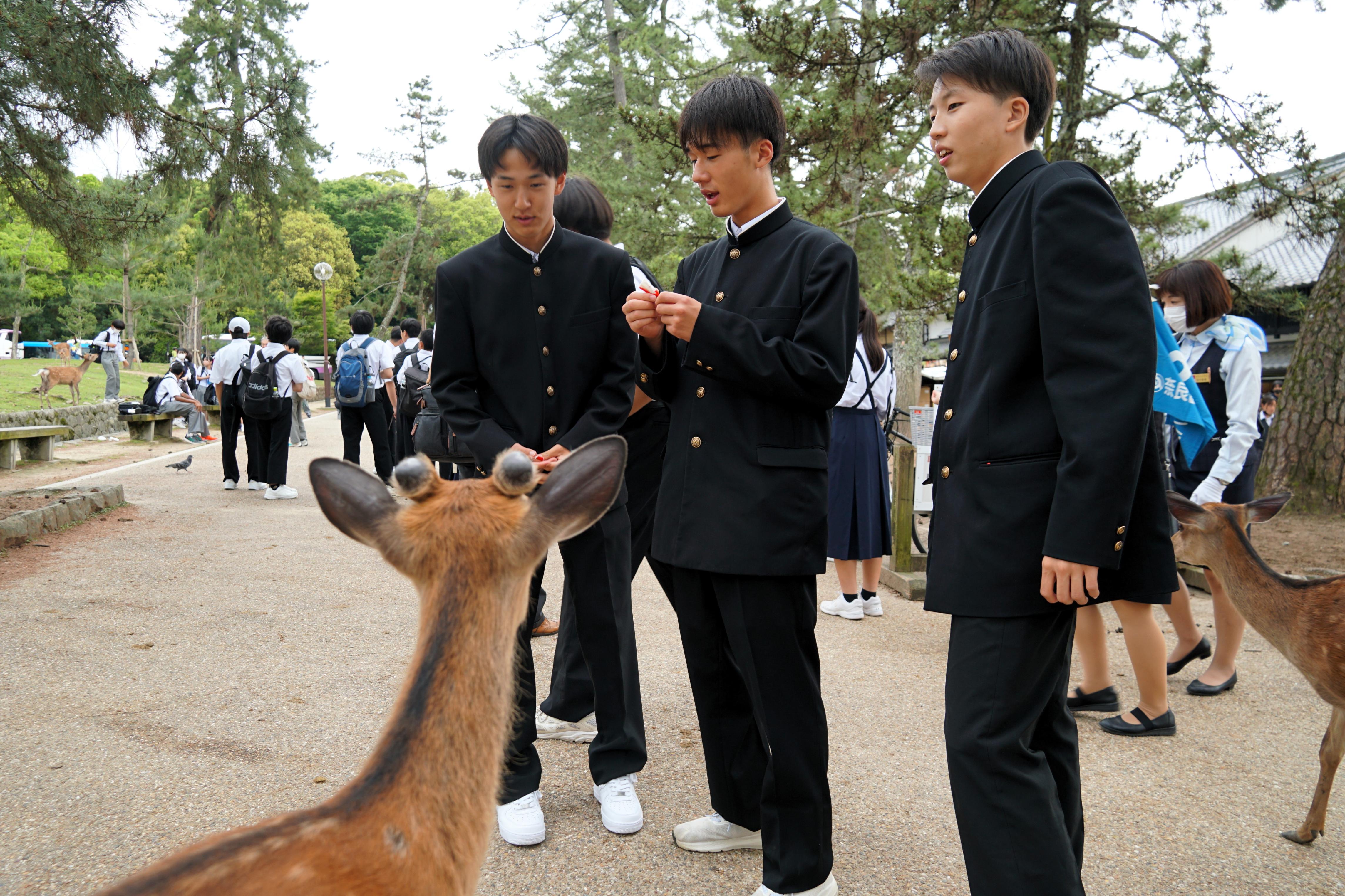16 たくさんの鹿に驚きました 16 たくさんの鹿に驚きました