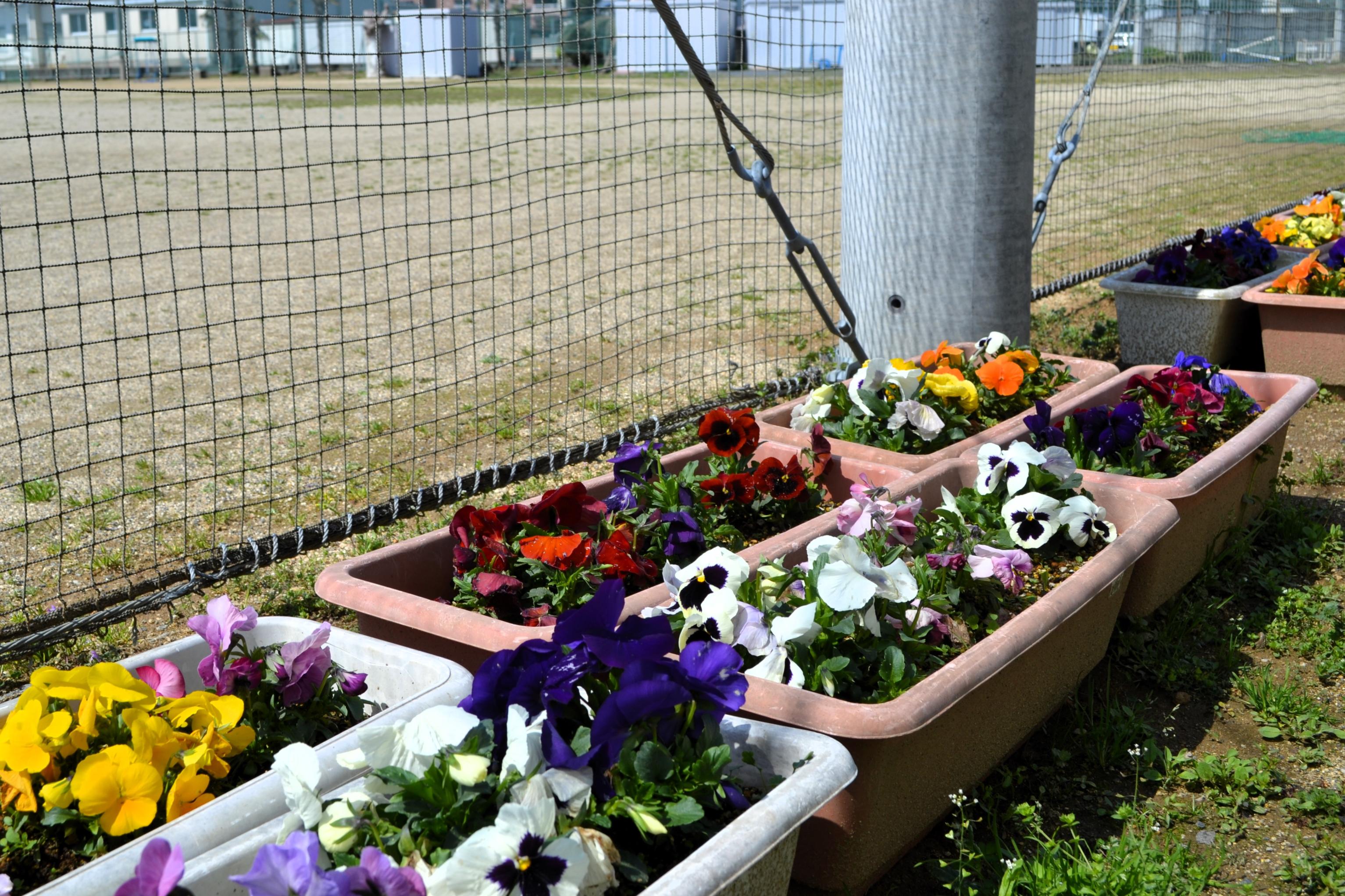 01 校庭の花も咲きそろってきました