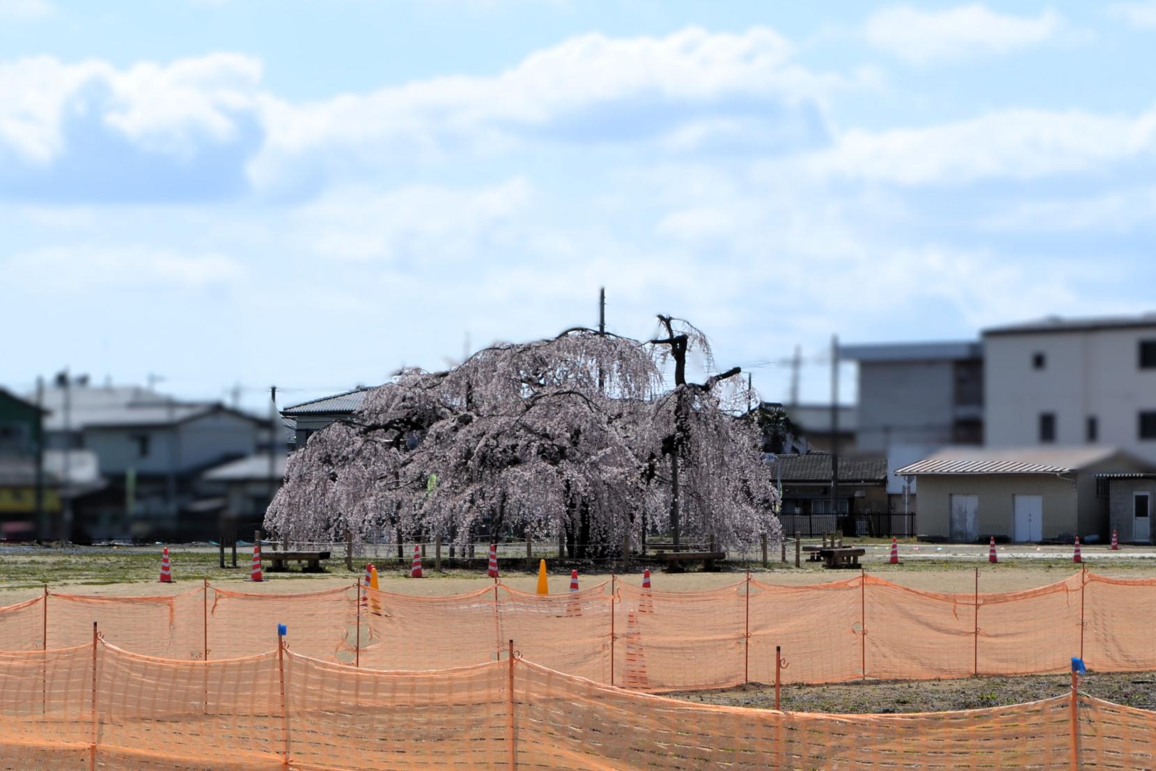 03 ゆかりの桜も咲きほこってきました