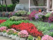  生き物やお花