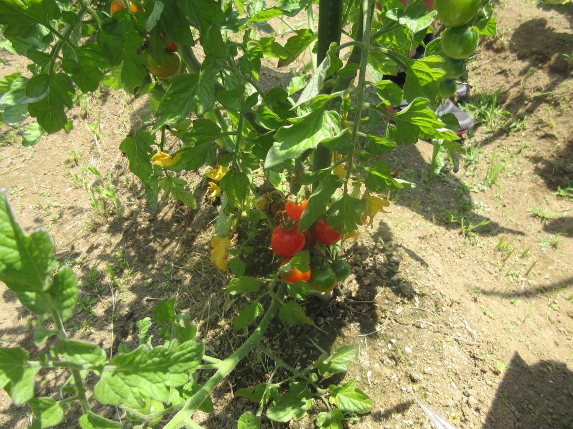 野菜1 野菜1