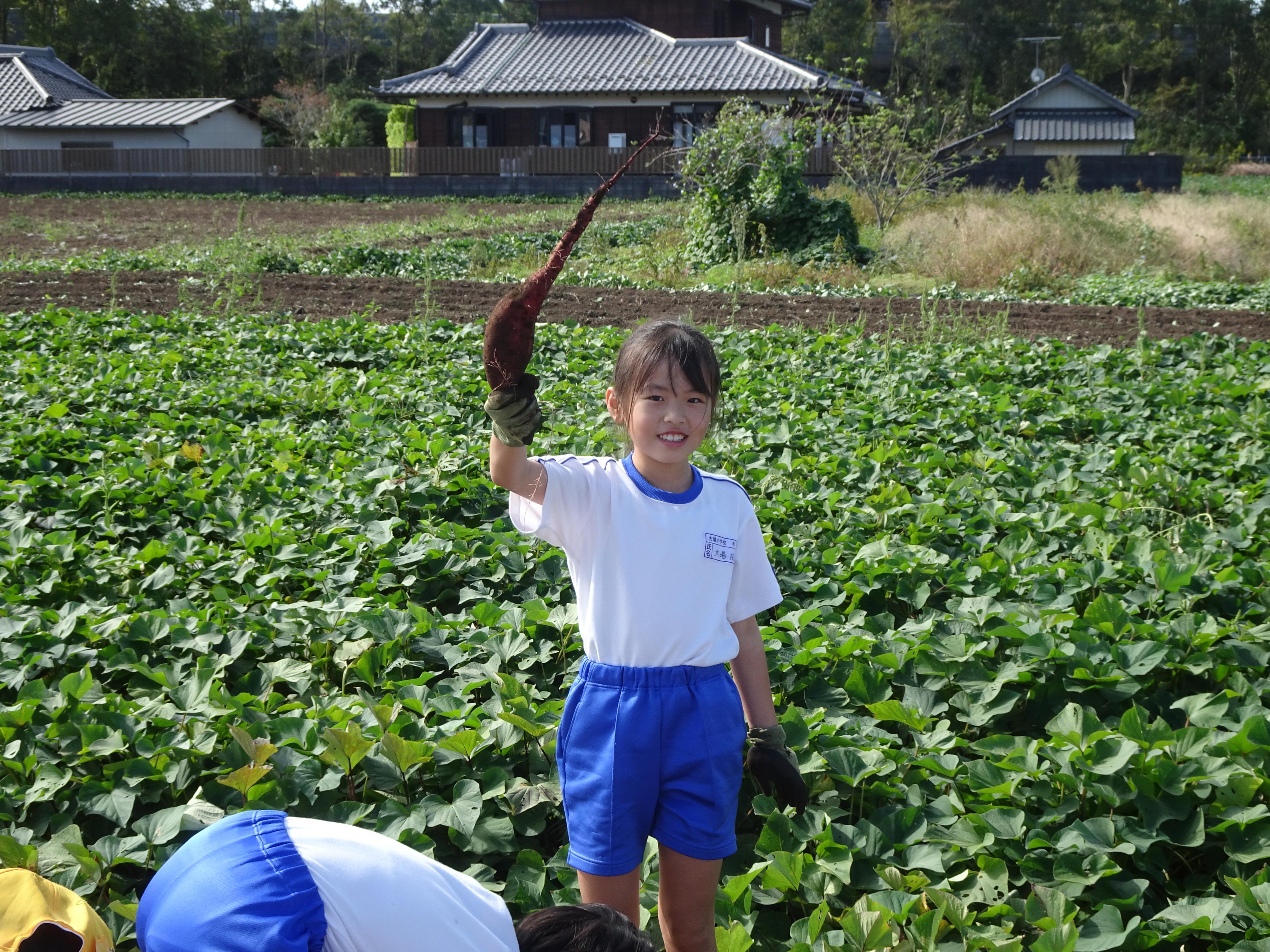 芋掘り6 芋掘り6
