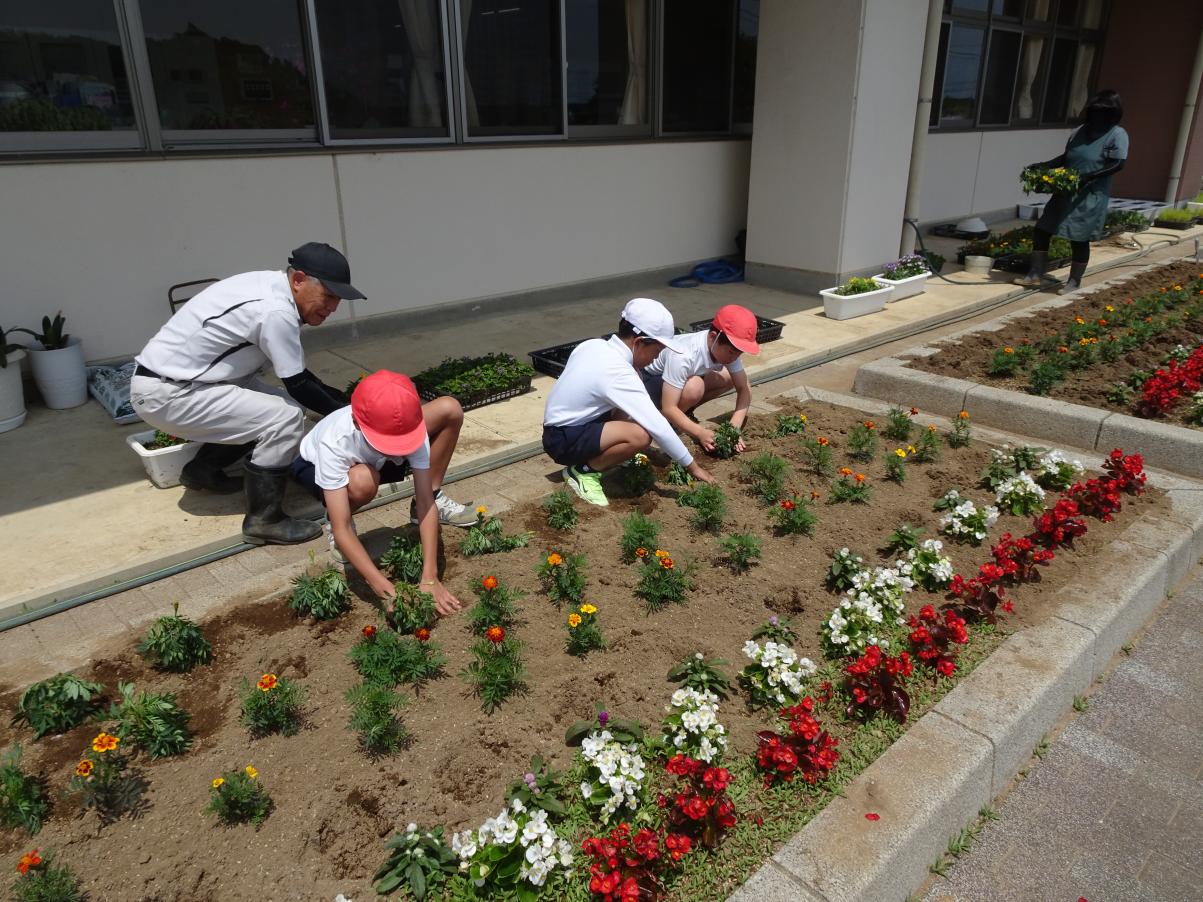 花苗1 花苗1