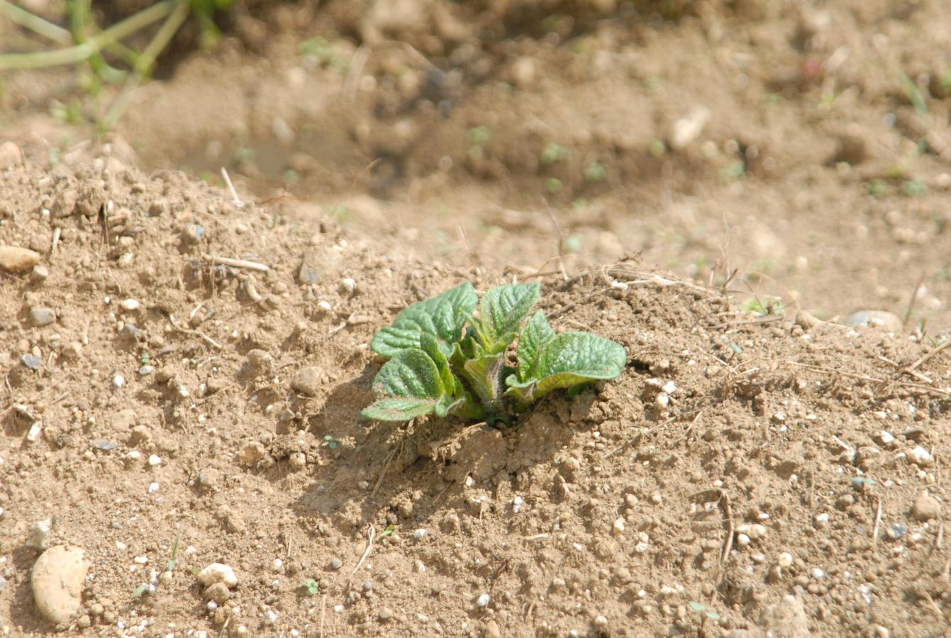 DSC_0556 DSC_0556