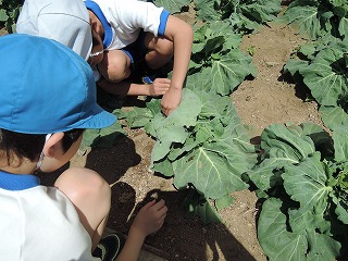 キャベツ513 キャベツ513