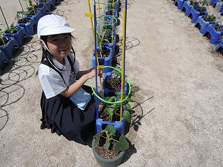 野菜1