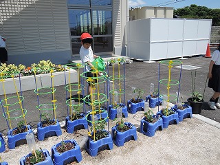 野菜3