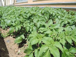 野菜4 野菜4