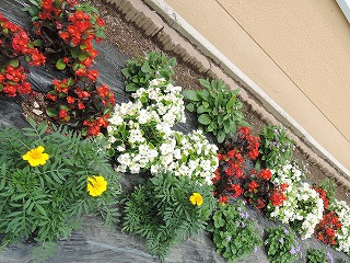 花壇コンクール(3)