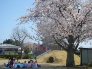 お花見