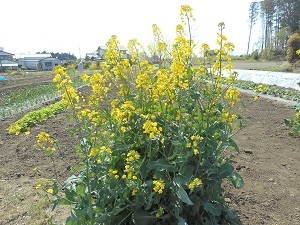 菜の花300