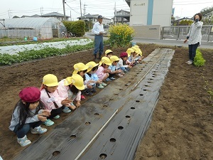 いんげん大きくなあれ300