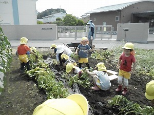 ジャガイモ掘り (3) ジャガイモ掘り (3)