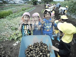 ジャガイモ掘り (4) ジャガイモ掘り (4)
