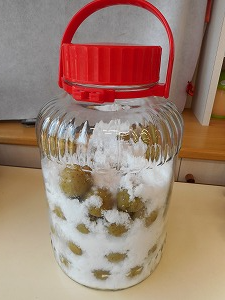 梅づくり (3)
