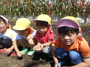 枝豆種まき (5) 枝豆種まき (5)