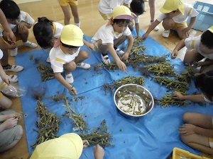 枝豆収穫300