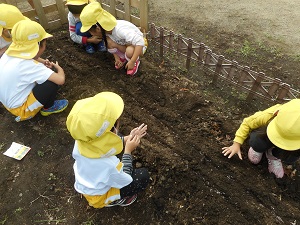 種まき(レタス) 種まき(レタス)
