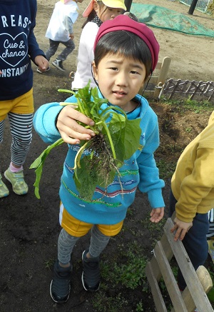 ほうれん草5 ほうれん草5