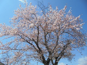 桜 桜