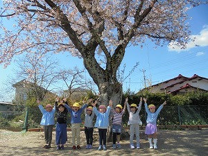 桜集合 桜集合